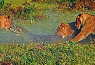 三头母狮为保护幼崽 齐心合力咬死鳄鱼