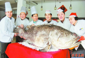 捕获262斤石斑鱼 售价万元够200人吃