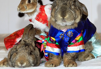 韩国乐园展出身着韩服的兔子迎接兔年