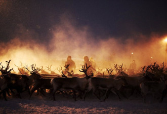 瑞典学生拍到5000驯鹿抱团取暖场面