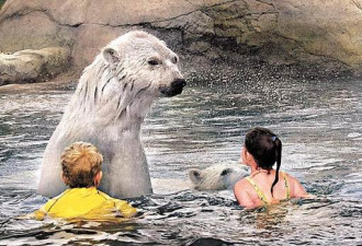 很温馨很强大 加国小孩与北极熊同泳