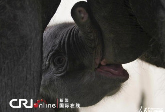 摄影师抓拍到两周大小象吃奶高清画面