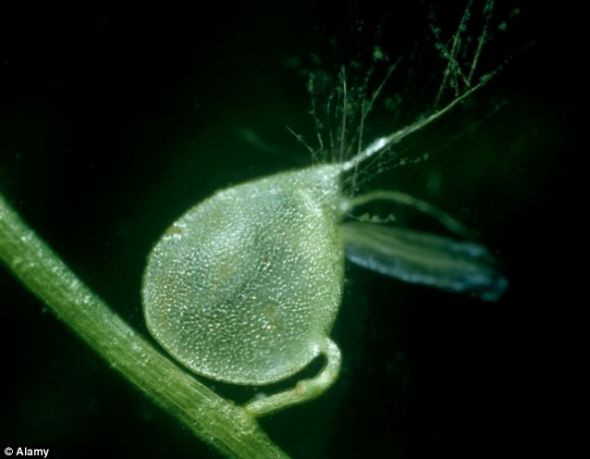 这种植物小小的水下陷阱平时处于休眠状态，当有猎物靠近，触动了它外壁上的“感受纤毛”，便会启动陷阱，让猎物难以逃脱