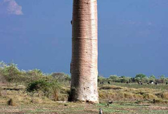 巴西有巨型萝卜树 树高30米能存2吨水
