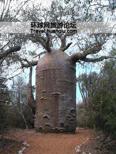 巴西有种巨型萝卜树 树高30米能存2吨水（组图）