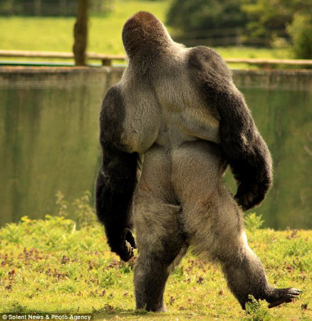 英大猩猩被拍到直立走路 昂首阔步霸气外露（组图）
