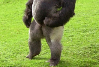 英国大猩猩被拍到直立走路 霸气外露