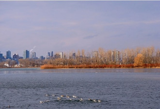 湖光、鸟影：Thommy Thompson Park