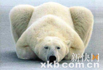 测北极熊“那话儿”大小 知全球环境好坏
