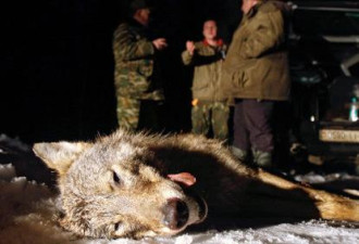 俄罗斯为控制野狼数量向猎手们发奖金
