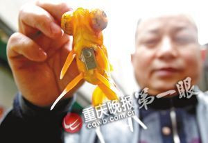 重庆退休工现场表演揭秘春晚金鱼魔术 效果几乎一模一样(组图)