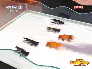 重庆退休工现场表演揭秘春晚金鱼魔术 效果几乎一模一样(组图)
