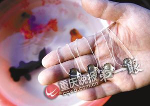 重庆退休工现场表演揭秘春晚金鱼魔术 效果几乎一模一样(组图)