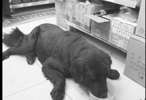 藏獒闯进超市觅食 5壮汉合力将其制服