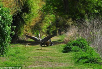 鹭鸟饥不择食偷袭鳄鱼仔 母鳄疯狂护子