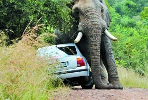 发情大象将车当伴侣将其掀翻 乘客逃离