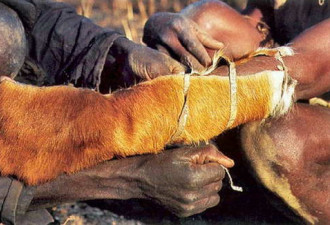 实拍非洲猎人徒手捕巨蟒 用生命换蟒皮