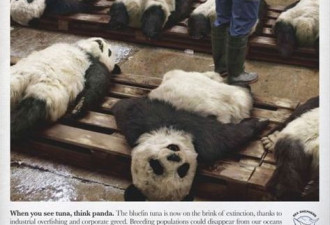 讽刺：当大熊猫被日本人大规模的捕杀