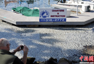 洛杉矶海滩突现数百万死鱼 引发猜测
