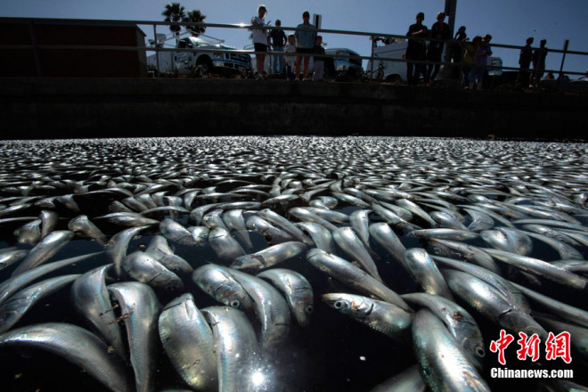 可怕！洛杉矶美景海滩突现数百万死鱼 引发猜测（高清）