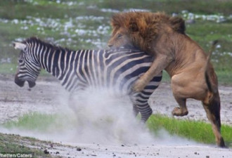非洲保护区一雄狮遭斑马狠踢威风扫地