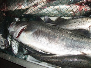 日本海啸后去礁区海钓:我们盯着猎物都愣住了(组图)