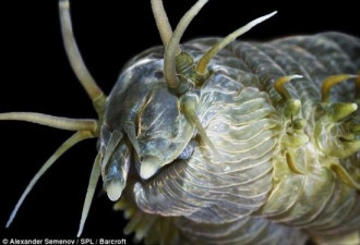 北极深海动物：海蝴蝶结网捕食小动物