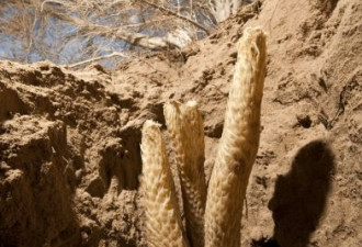 中国壮阳植物考察：野生锁阳踪迹不见