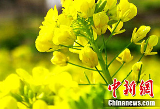 “中国最美乡村”婺源：漫山遍野金黄色