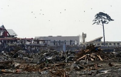 日本震区1棵松树海啸中屹立不倒 获称