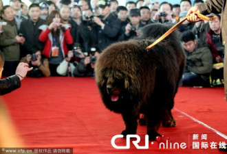 中国藏獒展名獒亮相：数百条价值千万