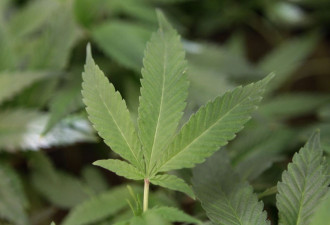 药用大麻案违宪 安省种植大麻将合法？