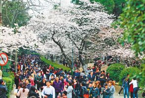 20万人到武汉大学赏樱花 创历年之最