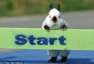 欧洲举行兔子障碍赛 世界各地兔迷齐聚