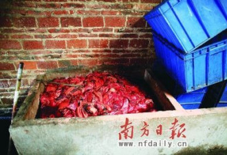 广州一作坊用死猪拌剧毒农药腌制腊肉