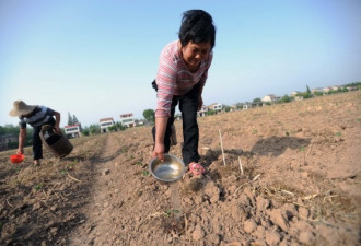 组图：两湖旱情相当严重 30万人用水困难