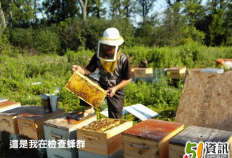 养蜂人王道：加拿大实在是养蜂的天堂