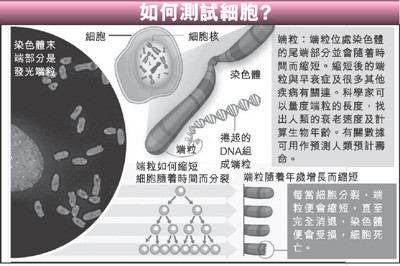 欧洲科学家称能测量人类寿命长短惹伦理争议