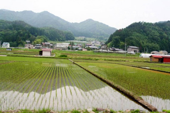 实拍日本农村过端午︰别样风情 溪边随处见红鲤(高清组图)