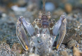 组图：怪异的海洋生物 好似外星生命体