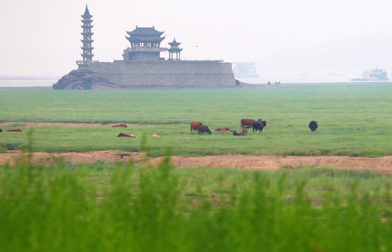 本应是碧波荡漾的鄱阳湖却变成了一片草原。新华社记者 周科 摄