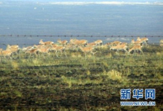 外蒙古发生草原大火 黄羊涌入中国避难