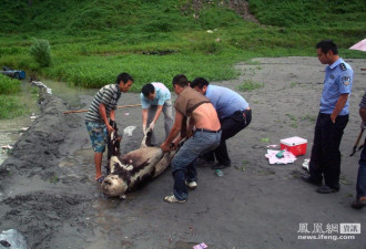 痛心：四川遭遇泥石流 野生大熊猫溺亡