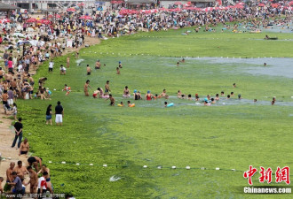 浒苔围攻：青岛的海水浴场竟成了这样