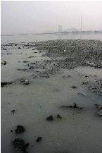 南太子湖水面布满漂浮物。转自京华时报。