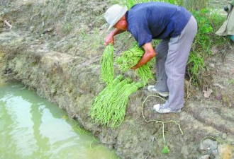 一根豆角被“喂”11种农药竟然一路绿灯