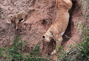 摄影师拍下母狮勇救跌落悬崖幼仔一幕