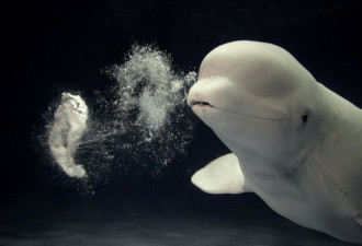 摄影师潜水拍到白鲸吐泡泡的精彩瞬间