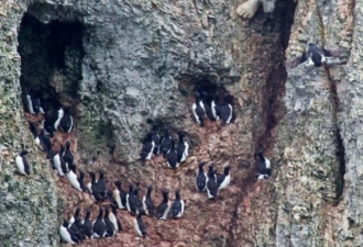 牛！实拍北极熊为吃鸟蛋爬百米陡峭悬崖