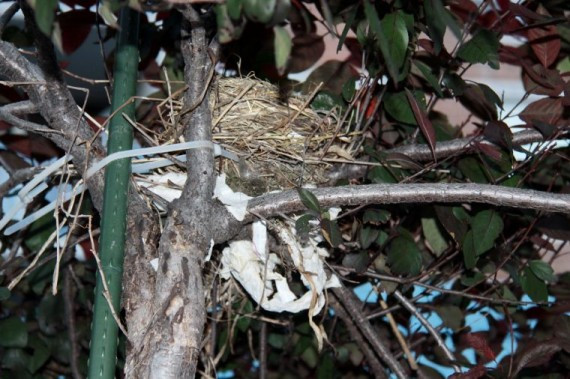 北美知更鸟的巢，2011年7月5日晚8点40拍摄.jpg